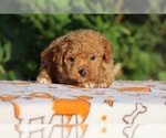 Small #7 Poodle (Toy)