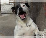 Small Photo #3 Australian Shepherd-Unknown Mix Puppy For Sale in San Diego, CA, USA