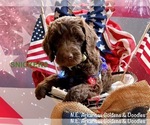 Puppy Snickers Goldendoodle
