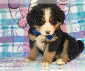 Bernese Mountain Dog-Labrador Retriever Mix Puppy for sale in LANCASTER, PA, USA