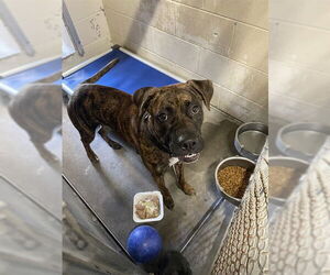 Mutt Dogs for adoption in St. Cloud, FL, USA