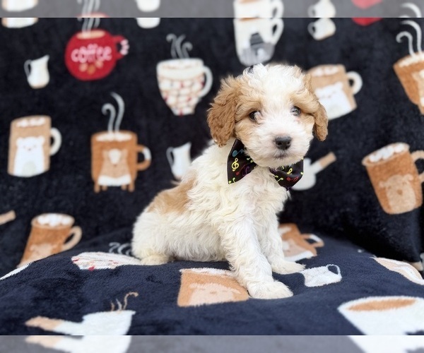 Medium Photo #6 Cavapoo (Miniature) Puppy For Sale in LAKELAND, FL, USA