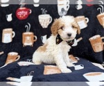 Small #5 Cavapoo (Miniature)