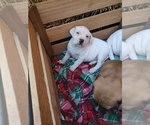 Small Photo #16 American Bandogge Puppy For Sale in TOMBALL, TX, USA