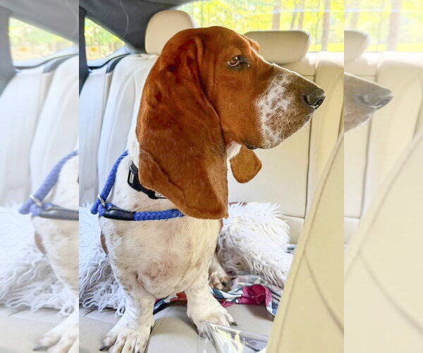 Medium Photo #2 Basset Hound Puppy For Sale in Deepwater, NJ, USA
