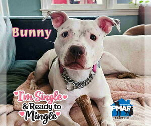 Mutt Dogs for adoption in Binghamton, NY, USA