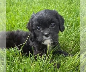 Cavalier King Charles Spaniel-Poodle (Toy) Mix Puppy for sale in NILES, MI, USA