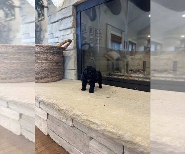 Medium Photo #6 Poodle (Miniature) Puppy For Sale in CENTRALIA, IL, USA