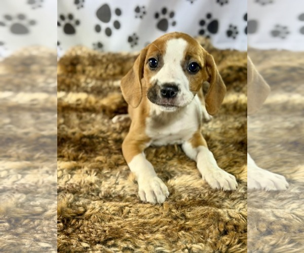 Medium Photo #2 Labrador Retriever-Unknown Mix Puppy For Sale in SHERBURNE, NY, USA
