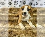 Small #1 Labrador Retriever Mix