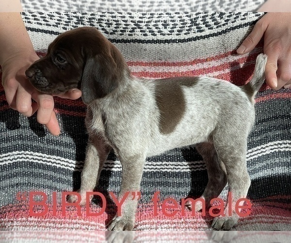 Medium Photo #2 German Shorthaired Pointer Puppy For Sale in WOODLAND PARK, CO, USA