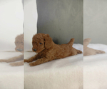 Small Photo #3 Poodle (Miniature) Puppy For Sale in WEST JORDAN, UT, USA