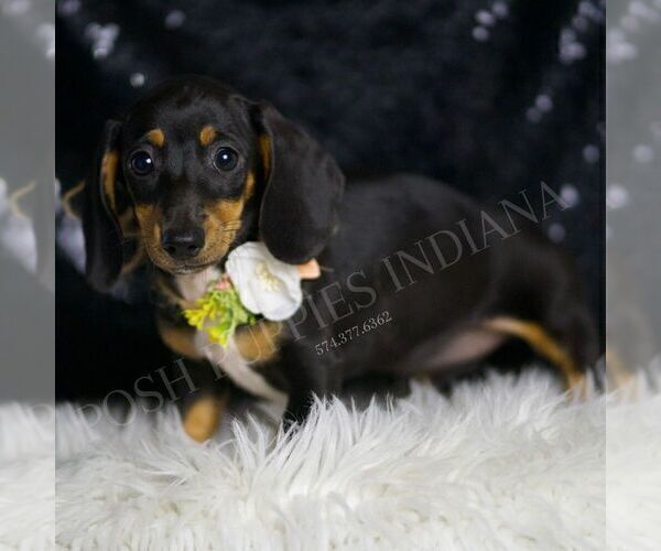 Medium Photo #53 Dachshund Puppy For Sale in WARSAW, IN, USA