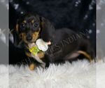 Small #4 Dachshund