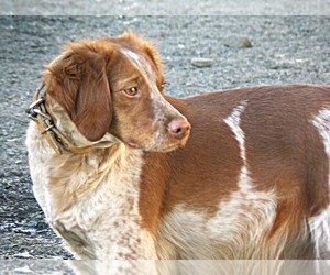 Brittany Puppy for sale in BLOSSBURG, PA, USA