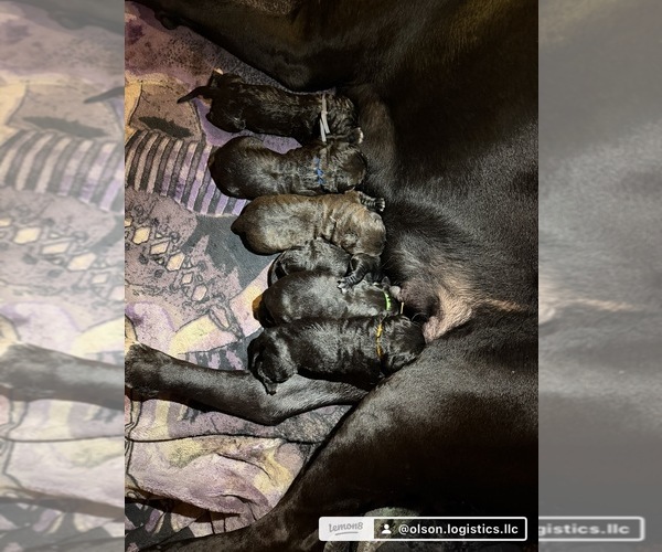 Medium Photo #1 Cane Corso Puppy For Sale in SHELBY, MI, USA