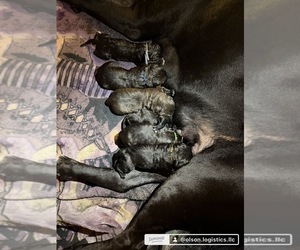 Cane Corso Puppy for sale in SHELBY, MI, USA