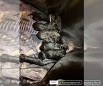 Collar Color - Female Cane Corso Puppy for Sale - Small photo