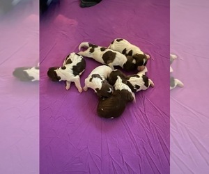 English Springer Spaniel Puppy for sale in MANCHESTER, TN, USA