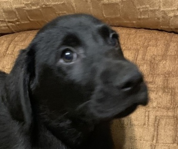 Medium Photo #1 Labrador Retriever Puppy For Sale in SPOTSYLVANIA, VA, USA