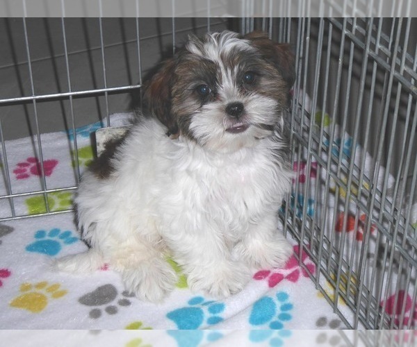 Medium Photo #10 Shorkie Tzu Puppy For Sale in ORO VALLEY, AZ, USA