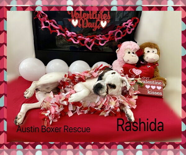 Medium Photo #3 Boxer Puppy For Sale in Austin, TX, USA