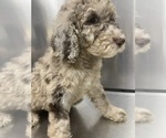 Small Photo #2 Labradoodle Puppy For Sale in PINEVILLE, LA, USA