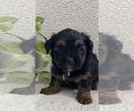 Small Photo #4 Poodle (Toy)-Yorkshire Terrier Mix Puppy For Sale in WAUNAKEE, WI, USA