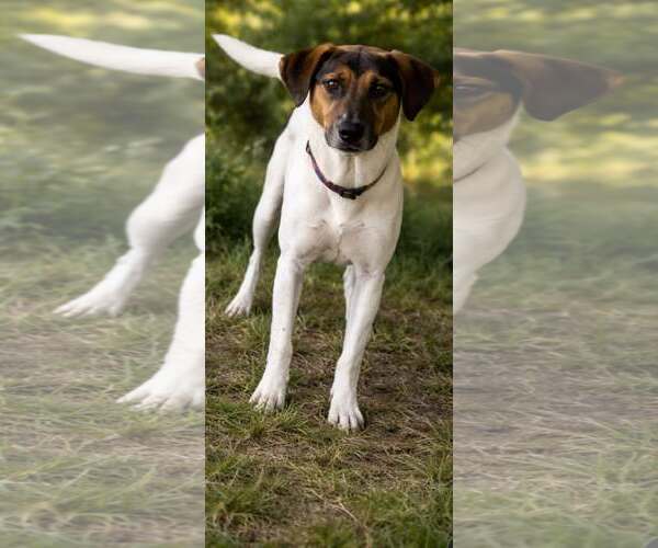 Medium Photo #2 Mutt Puppy For Sale in SHERBURNE, NY, USA