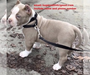 American Pit Bull Terrier Puppy for sale in FREDERICK, MD, USA