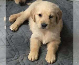 Golden Retriever Puppy for sale in RIGA, MI, USA