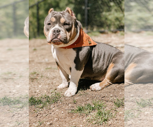 Mother of the American Bully puppies born on 10/31/2022