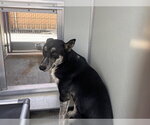 Small German Shepherd Dog Mix