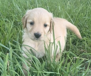 Golden Retriever Puppy for sale in CUB RUN, KY, USA