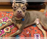 Small #2 American Staffordshire Terrier-French Bulldog Mix