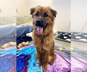 Chow Chow-Unknown Mix Dogs for adoption in Fort Wayne, IN, USA