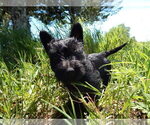 Small Photo #5 Scottish Terrier Puppy For Sale in WHITEWOOD, SD, USA