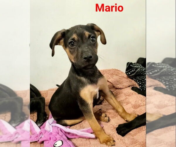 Medium Photo #1 Mutt Puppy For Sale in Des Moines, IA, USA