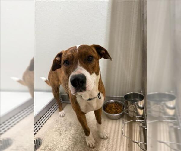 Medium Photo #1 Labrador Retriever-Unknown Mix Puppy For Sale in Mobile, AL, USA