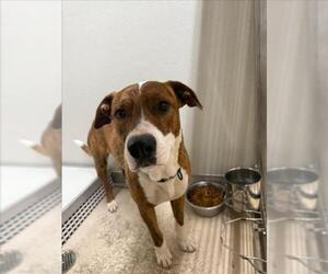 Labrador Retriever-Unknown Mix Dogs for adoption in Mobile, AL, USA