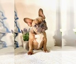 Small Photo #19 French Bulldog Puppy For Sale in BIRMINGHAM, AL, USA
