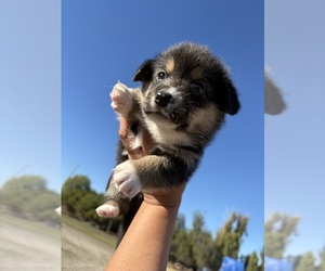 Pembroke Welsh Corgi Puppy for sale in OAKLEY, CA, USA
