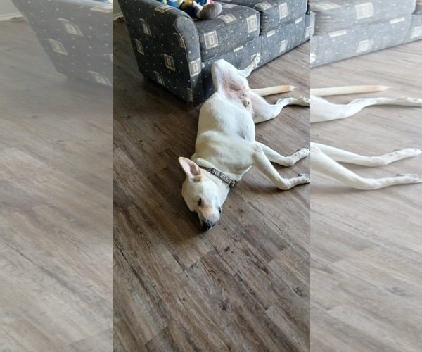 Medium Photo #7 Great Pyrenees-Unknown Mix Puppy For Sale in Houston, TX, USA