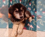 Small Photo #1 Goberian Puppy For Sale in LOS ALAMOS, NM, USA