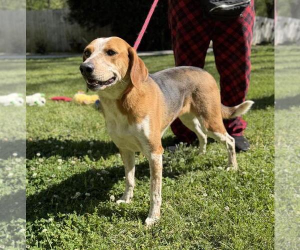 Medium Photo #3 Treeing Walker Coonhound-Unknown Mix Puppy For Sale in Yardley, PA, USA