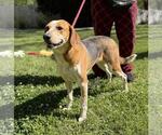 Small #2 Treeing Walker Coonhound Mix