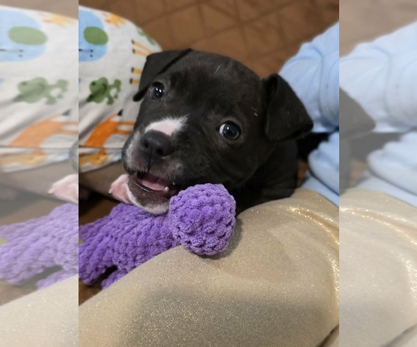 Medium Photo #9 Mutt Puppy For Sale in Derwood, MD, USA