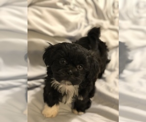 Shih Tzu Puppy for sale in CONWAY, SC, USA