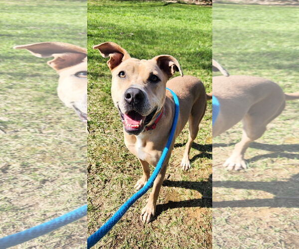 Medium Photo #6 Labrador Retriever-Unknown Mix Puppy For Sale in Rockaway, NJ, USA