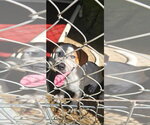 Small #2 Breeder Profile image